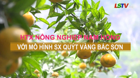 Phóng Sự : HTX Nam Hồng với mô hình sx quýt vàng Bắc Sơn