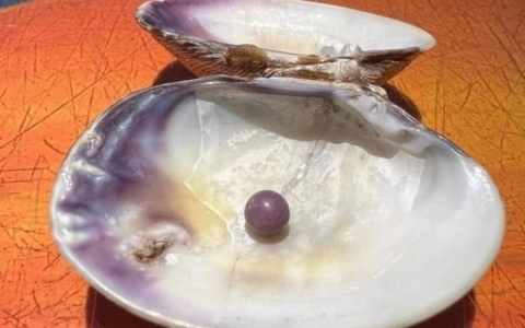 Cắn trúng viên ngọc trai hiếm giá hơn 100 triệu đồng trong bữa ăn hải sản