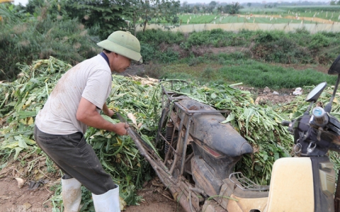 Nông dân Hà Nội đổ bỏ nhiều tấn rau, củ