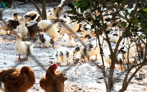 Lạng Sơn tăng cường phòng, chống dịch bệnh trên đàn gia cầm