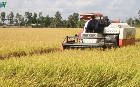 Nông dân ĐBSCL phấn khởi vì lúa Đông Xuân trúng mùa được giá