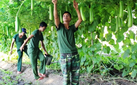 Đất cằn sỏi đá hóa… rau xanh