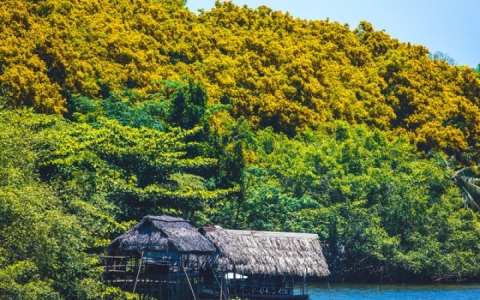 Du khách thưởng lãm mùa hoa sưa vàng rực bên sông Tam Kỳ