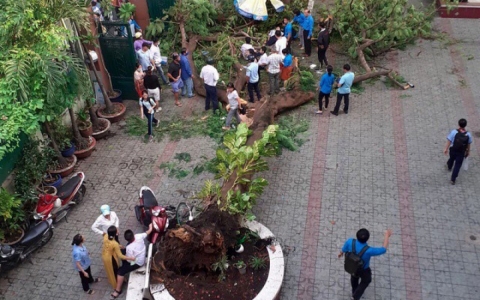 Cây đổ đè học sinh tử vong: Cảnh giác nhưng không phản ứng thái quá