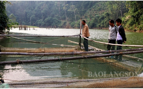 Triển vọng từ nuôi cá lồng trên lòng hồ thủy điện Bắc Khê