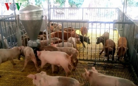 Giá thịt lợn tăng cao kỷ lục và có nguy cơ tăng tiếp