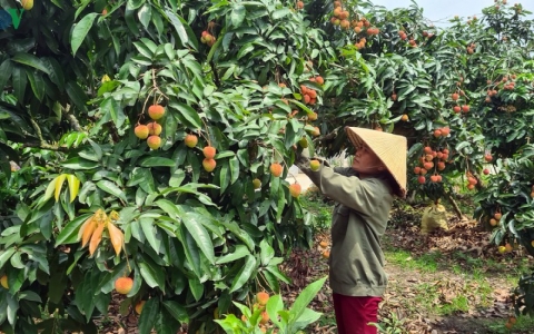 Vải chín sớm Lục Ngạn mới tiêu thụ được gần 1/4 sản lượng