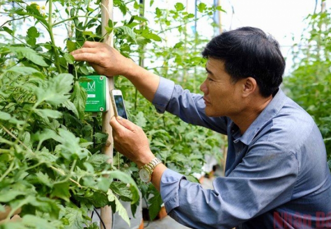 Nhiều địa phương tăng chuyển đổi cây trồng trên đất lúa