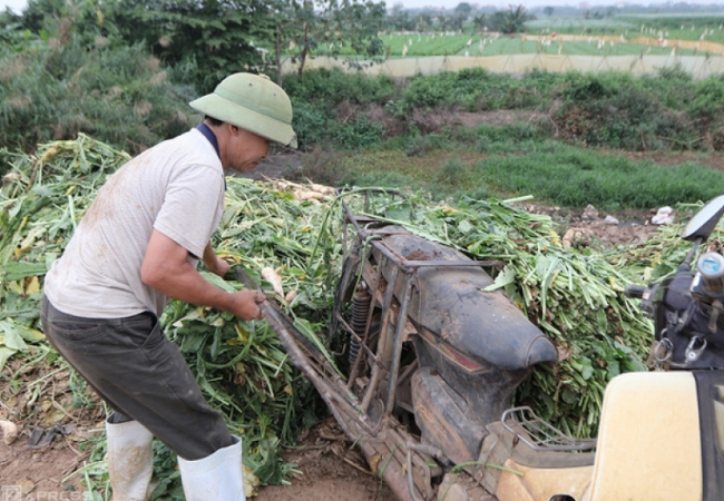 Nông dân Hà Nội đổ bỏ nhiều tấn rau, củ