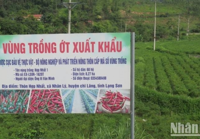 Nông dân Chi Lăng phấn khởi vì ớt được mùa, được giá