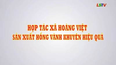 Hợp tác xã Hoàng Việt sản xuất hồng vàng khuyên hiệu quả