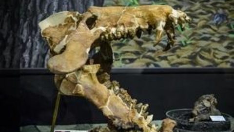 "Heo địa ngục” nặng 1 tấn ở Mỹ đã nhai cả tê giác