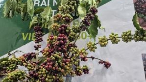 Năm ho&agrave;ng kim của c&agrave; ph&ecirc; Việt Nam