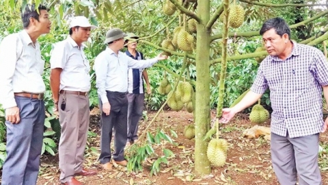 Giá nông sản tăng cao hơn 50% so với cùng kỳ