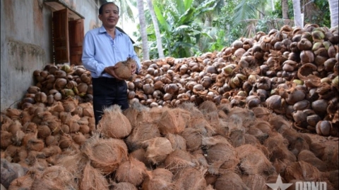 Phát huy “lợi thế tỷ đô” của xuất khẩu dừa