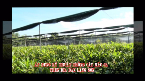 Áp dụng kỹ thuật trồng cây Mắc ca trên địa bàn Lạng Sơn