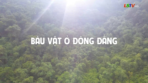 B&aacute;u vật ở Đ&ocirc;ng Đằng