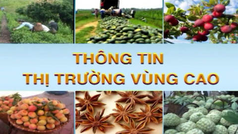 CM Th&ocirc;ng tin thị trường v&ugrave;ng cao - Số 32/2026
