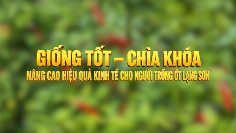 Giống tốt - ch&igrave;a kh&oacute;a n&acirc;ng cao hiệu quả kinh tế cho người trồng ớt Lạng Sơn