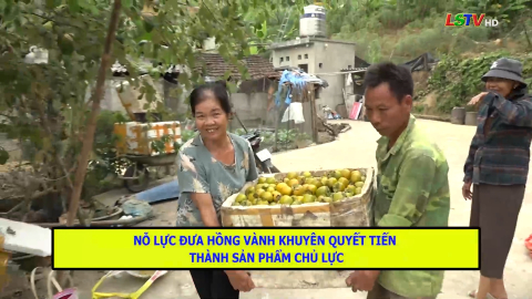 Nỗ lực đưa hồng vành khuyên quyết tiến thành sản phẩm chủ lực