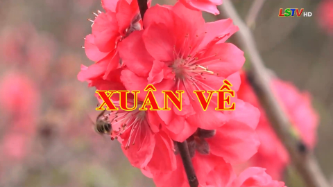 Xuân về