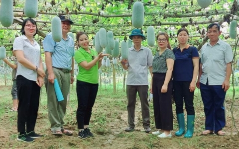 Bắc Kạn lần đầu ti&ecirc;n c&oacute; giống c&acirc;y lưu h&agrave;nh đặc c&aacute;ch