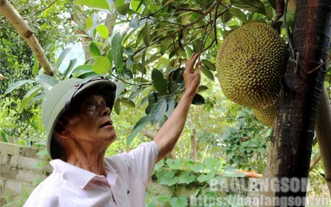 Hội Cựu Thanh ni&ecirc;n xung phong huyện Chi Lăng: Nỗ lực v&igrave; nghĩa t&igrave;nh đồng đội
