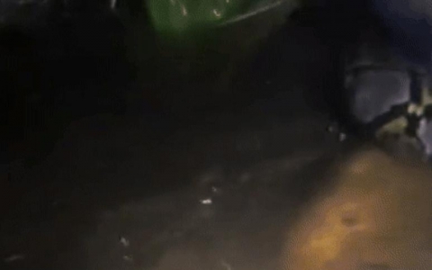 Hướng dẫn viên du lịch bị con trăn dài 6m kéo xuống nước, siết chặt vào cổ