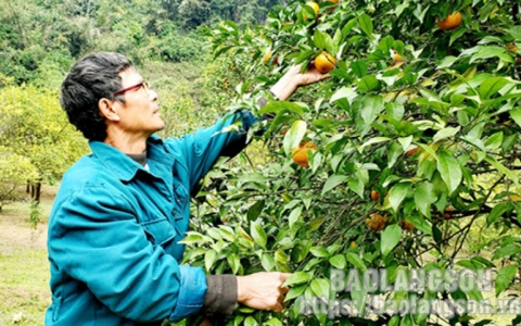 B&igrave;nh Gia: Ch&uacute; trọng ph&aacute;t triển v&ugrave;ng trồng qu&yacute;t