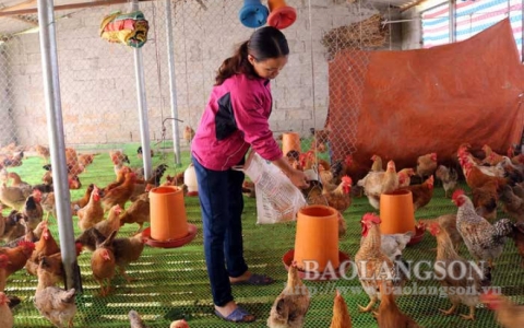 Hội N&ocirc;ng d&acirc;n tỉnh: Đẩy mạnh đ&agrave;o tạo nghề cho hội vi&ecirc;n, n&ocirc;ng d&acirc;n