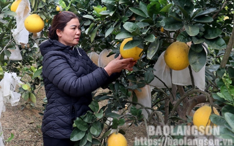 Hợp t&aacute;c x&atilde; Sản xuất v&agrave; dịch vụ n&ocirc;ng nghiệp N&agrave; Trang: Ch&uacute; trọng sản xuất, n&acirc;ng cao gi&aacute; trị sản phẩm