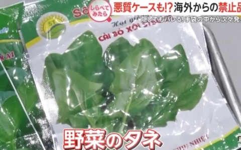 Kh&aacute;ch Việt giấu nhiều hạt giống rau trong găng tay khi nhập cảnh v&agrave;o Nhật