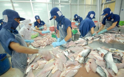 Cẩn trọng khi c&aacute; tra sốt gi&aacute;