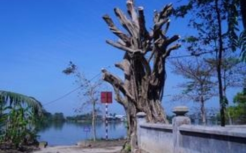 C&acirc;y cổ thụ ở di t&iacute;ch nổi tiếng bị cưa trụi, ch&iacute;nh quyền n&oacute;i "hơi mạnh tay"