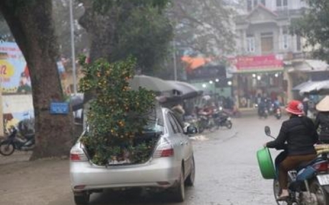 Chở đ&agrave;o, quất tr&ecirc;n &ocirc; t&ocirc; con c&oacute; bị phạt kh&ocirc;ng?