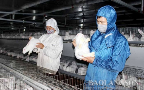 Chi Lăng: Phát huy hiệu quả vốn hỗ trợ sản xuất