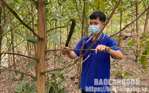 L&acirc;m Ca: Vươn l&ecirc;n từ nội lực
