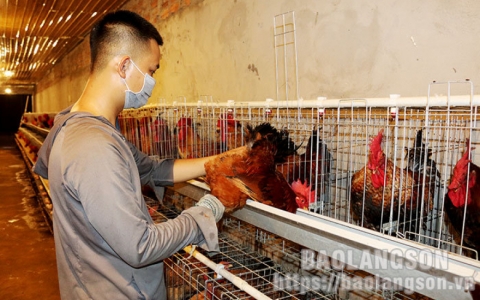 Lộc Bình: Chú trọng phát triển mô hình chăn nuôi