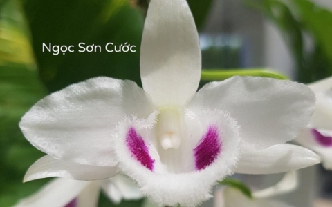Náo loạn giao dịch lan đột biến hàng trăm tỷ đồng: Cẩn thận sập bẫy!