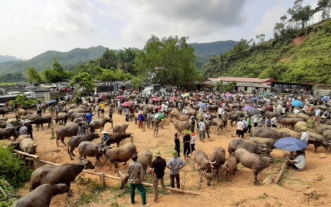 Bắc Kạn chuyển hướng ph&aacute;t triển chăn nu&ocirc;i đại gia s&uacute;c