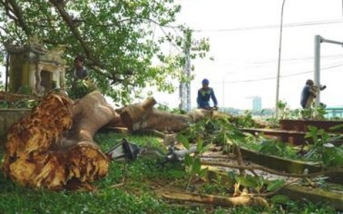 C&acirc;y đa cổ thụ g&atilde;y nh&aacute;nh, nhiều người su&yacute;t gặp nạn