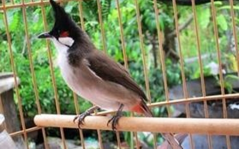 Những quy định người nu&ocirc;i chim cảnh cần ch&uacute; &yacute;