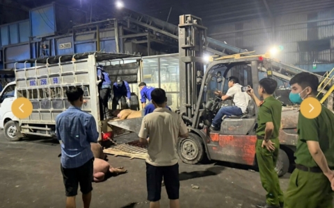 9 con lợn chết bốc mùi hôi thối được mang đi tiêu thụ