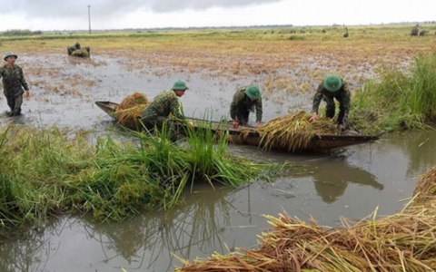 Hạt thóc vàng và giọt mồ hôi chiến sĩ