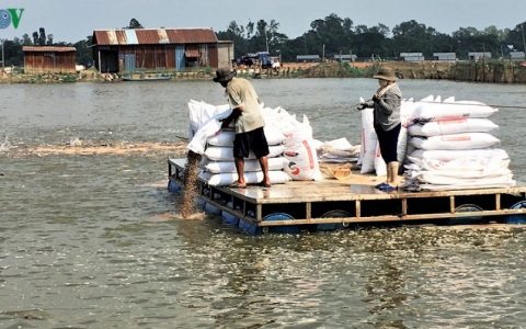 Tín hiệu đáng mừng trong xuất khẩu cá tra thời hậu Covid-19
