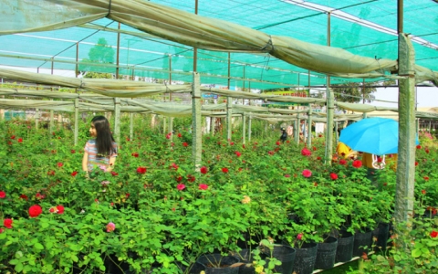 “Ngất ngây” với vườn hoa hồng Pháp tuyệt đẹp được tham quan miễn phí dịp Tết