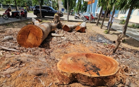 Bí thư thị ủy giải trình việc bán cây trong trụ sở phường
