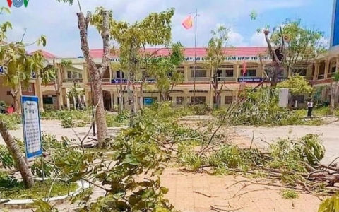 Đốn hạ hàng loạt cây phượng, phụ huynh lo ngại mảng xanh trong trường