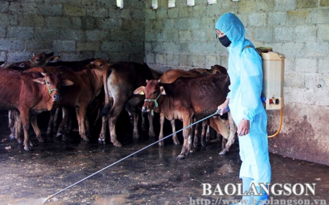 Văn L&atilde;ng: T&iacute;ch cực ph&ograve;ng, chống dịch bệnh tr&ecirc;n đ&agrave;n gia s&uacute;c