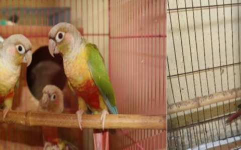 Khởi tố vụ &aacute;n nu&ocirc;i nhốt 104 động vật hoang d&atilde; nh&oacute;m nguy cấp